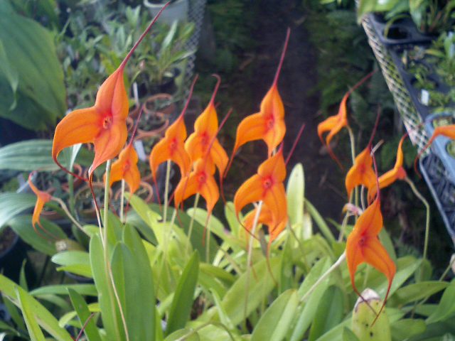 Masd.Copper Angel 'Orange Sunset'