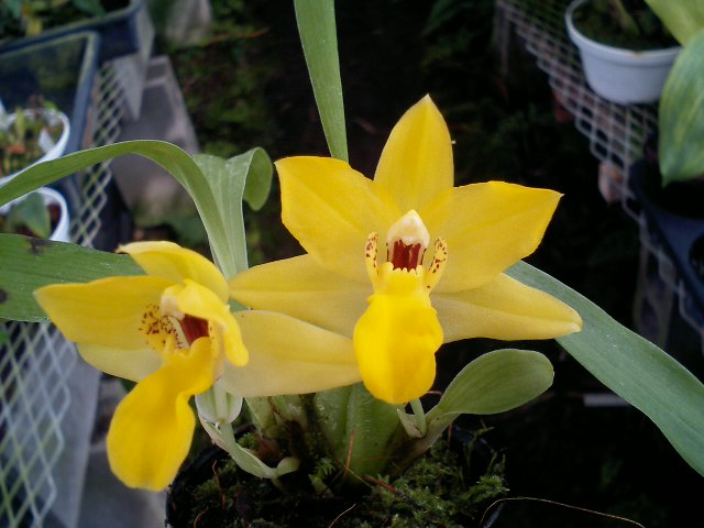 Prom.xanthina(=citrina)