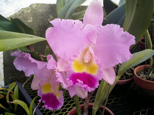 Blc.Hetherington-Horace