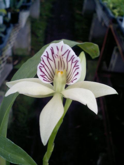 Encyclia chacaoensis‘Suzuki’