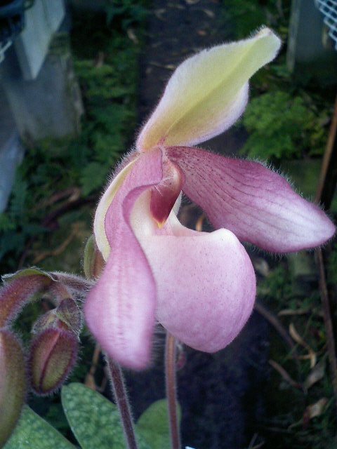 Paph.Delophyllum横から