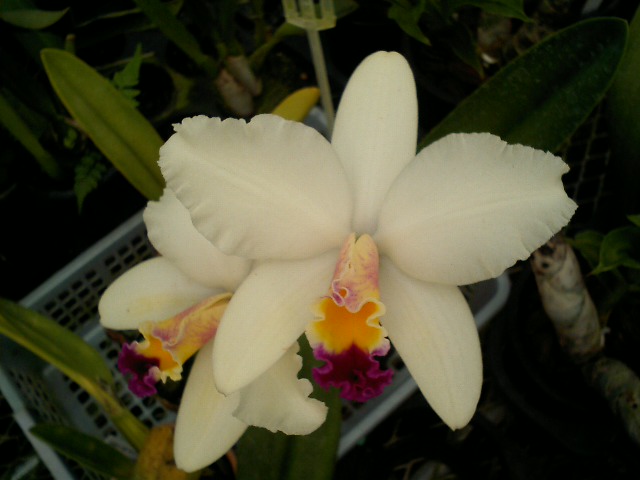 Lc.Tokyo Magic‘Lea’