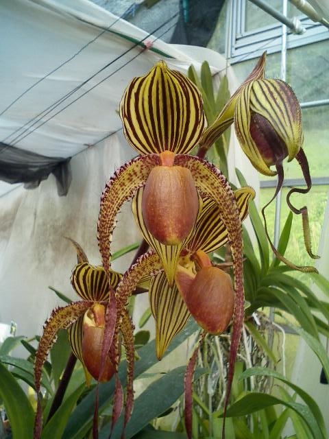 Paph.Prince Edward of York