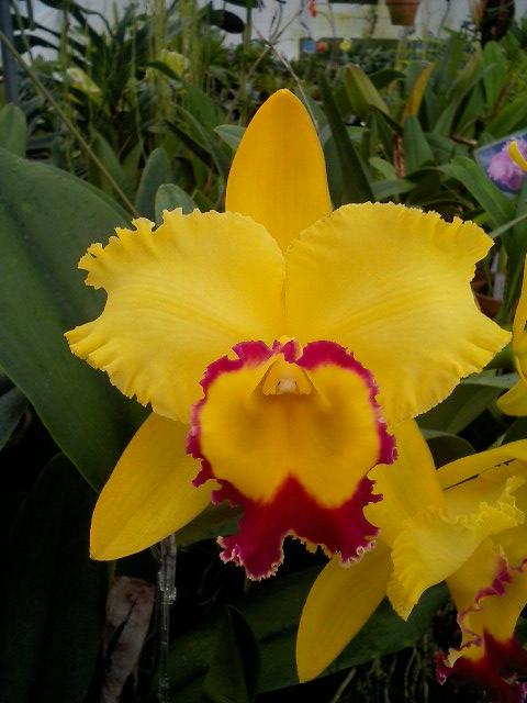 Blc.Chong Guu Chaffinch'Ta Shin'