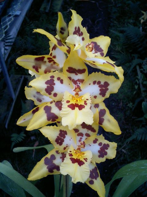 Odcdm.Gold Beach 'Fall Tower'