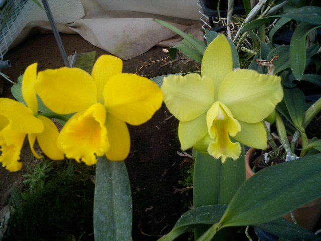 Pot.Memorial Gold兄弟