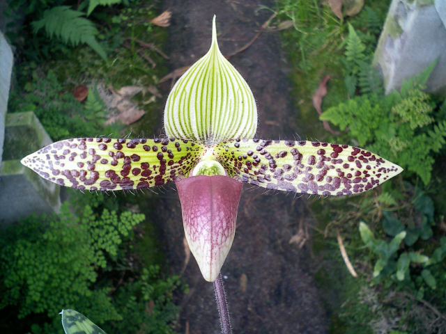 Paph.sukhakulii