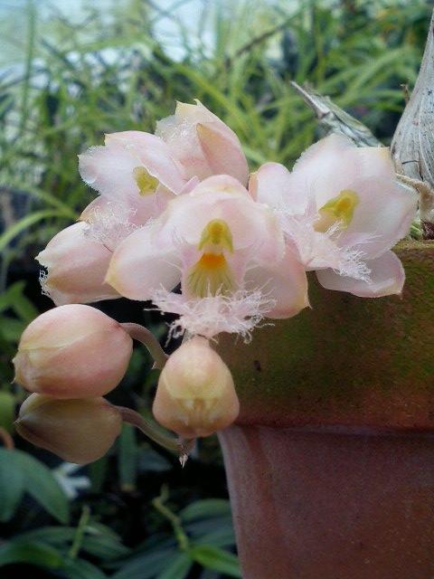 Ctsm.Rebecca Northern'Mikkabi'