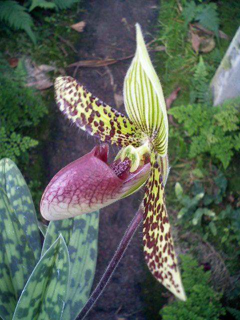 Paph.sukhakulii上から