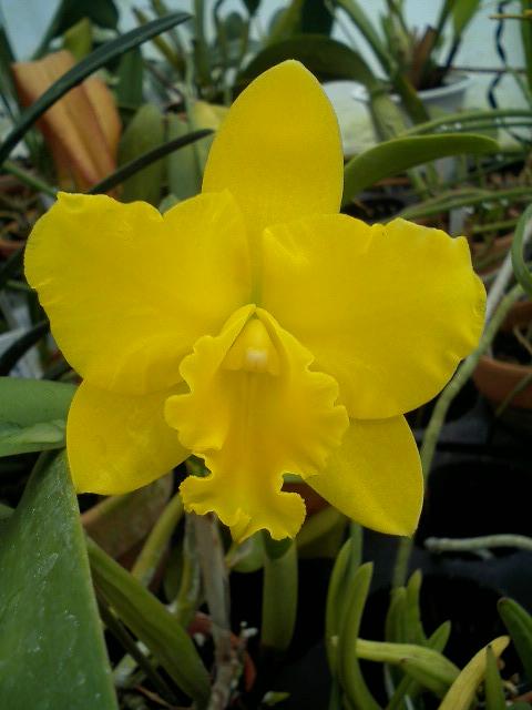 Pot.Free Spirit'Lea'