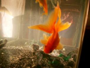 １２月の金魚 009.jpg