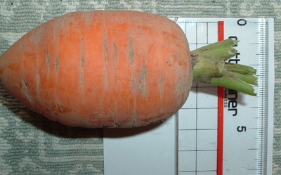 にんじんdiameter