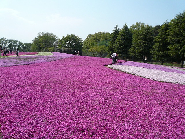 芝桜