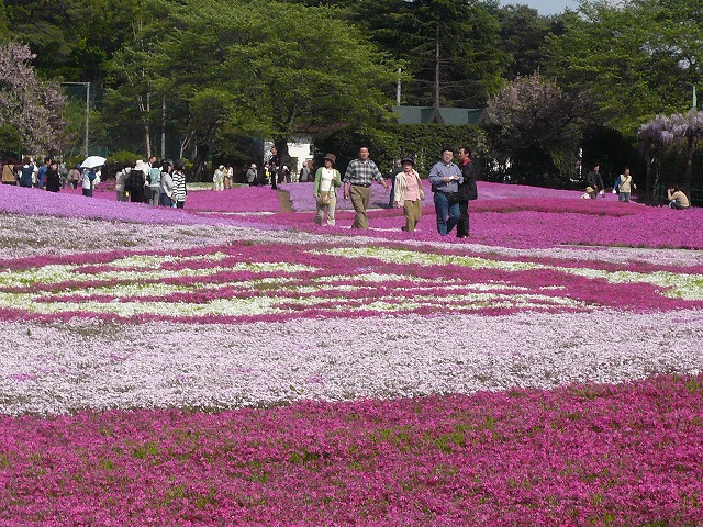 芝桜