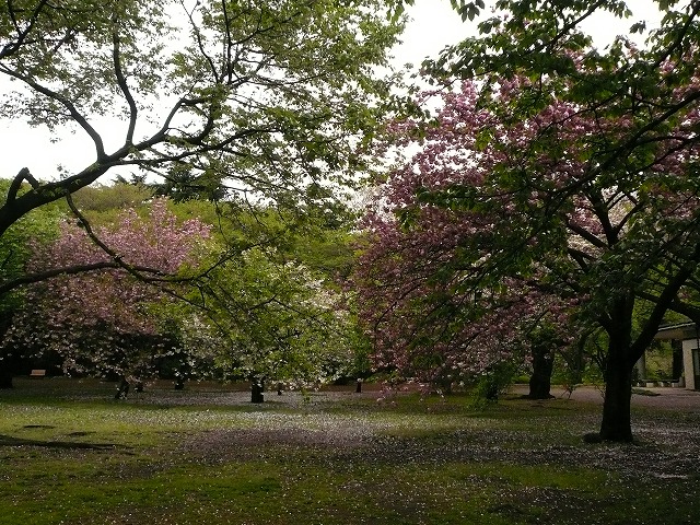 桜園地.jpg