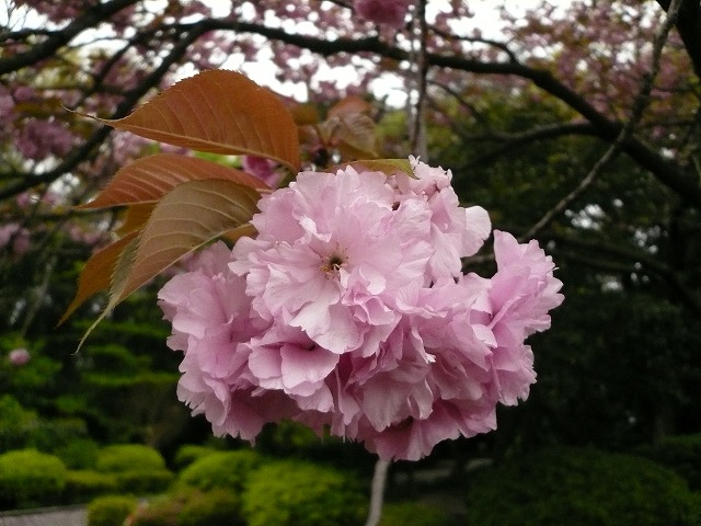 芝生広場のカンザン.jpg