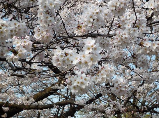 代々木公園桜.JPG