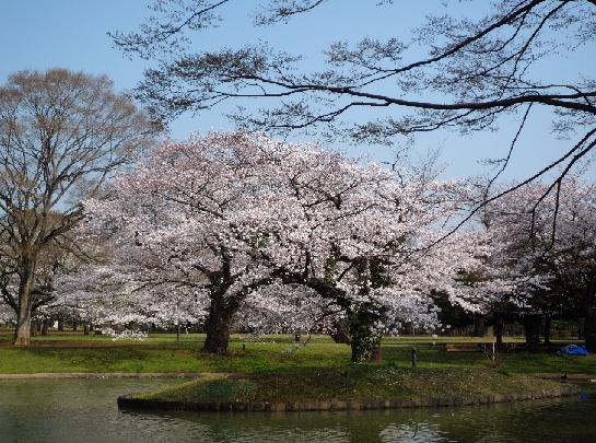 代々木公園桜2008.JPG