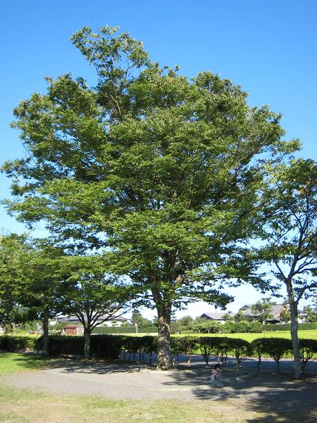 木陰っていいよね。