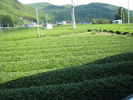 車窓から見える茶畑