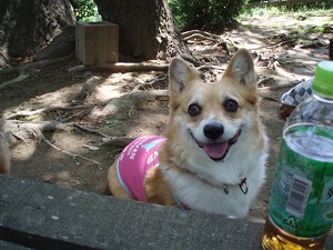 モモ「私、マウンテンドッグラン大好き！」