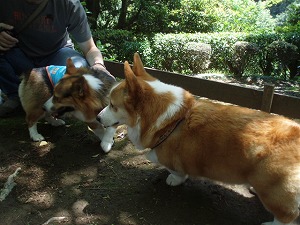 アンソニー君のパパにじゃれるツバサ