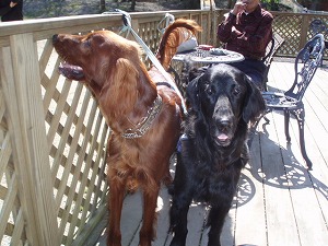 マイルカメラ目線