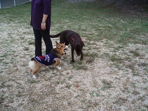 チョコラブのモカちゃん