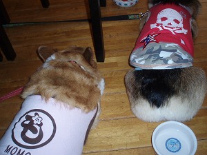 食べ終わればおとなしいです。