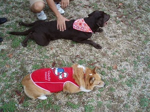 モモとモカちゃん