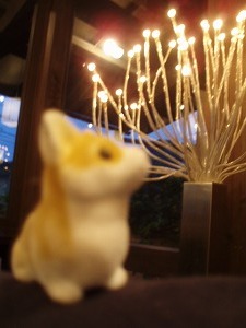 店内はミニコギと一緒に