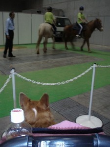 もーたんはカートで