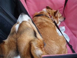 やっぱりお疲れ