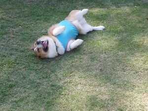 お山の大将、降臨！！