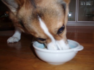 看板犬は退屈だぜぃ