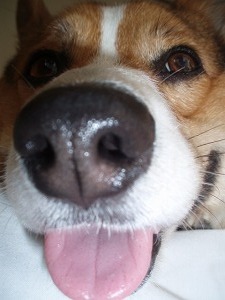 ダイエットするぜ～