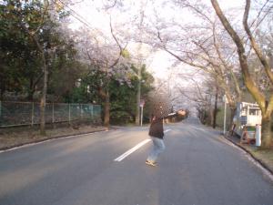 伊豆高原の桜