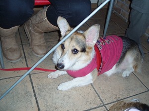 綺麗好きなのかしら？