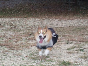 走る走る走る～