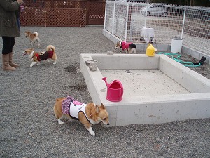 夏はプールがあるよ