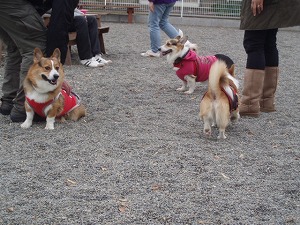 こまもみ姉妹に囲まれて喜ぶツバサ