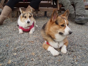 黙って俺について来い！