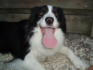 可愛いアクち～ん