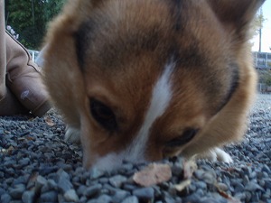 もぐらが出た～！？