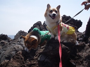 姉は勇ましく、弟は匂い嗅ぎ。