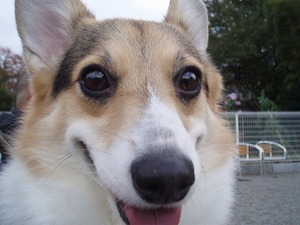 小町ちゃんのアップ