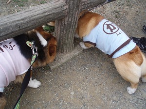 弟たちは匂いチェック