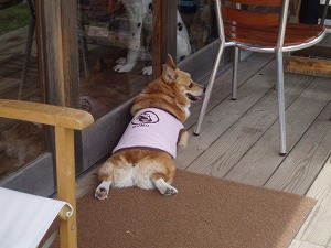 モモはいつものように。