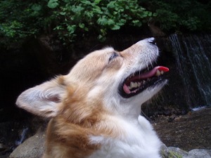 癒されてるワン