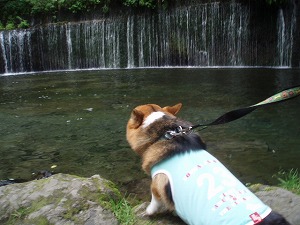 水に入りたいツバサ